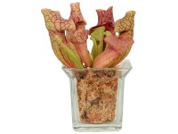 Špirlice mix ve skleněné nádobě květináč průměr 8 cm