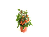 GROW by OBI Různé druhy zeleniny s plody cca pr. 14 cm