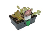 Landgard Salát kadeřavý (Lactuca sativa var. Crispa) 