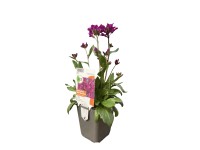 OBI Huseník brvolistý 