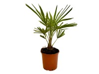 Landgard Trachykarpus žíněný (Trachycarpus fortunei) výška 30-40 cm, pr. 17 cm