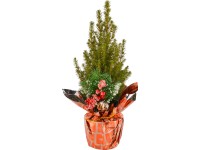 Vánoční aranžmá s cypřiškem průměr květináče cca 9 cm