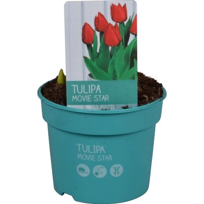 Tulipán "Diamond Collection" červený průměr květináče cca 9 cm