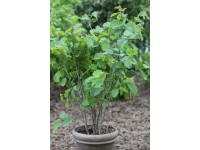 Líska lombardská (corylus avellana) Wunder von Bollweiller