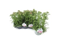 Q-Flower Řebříček obecný (Achillea Millenium) výška cca 22 cm