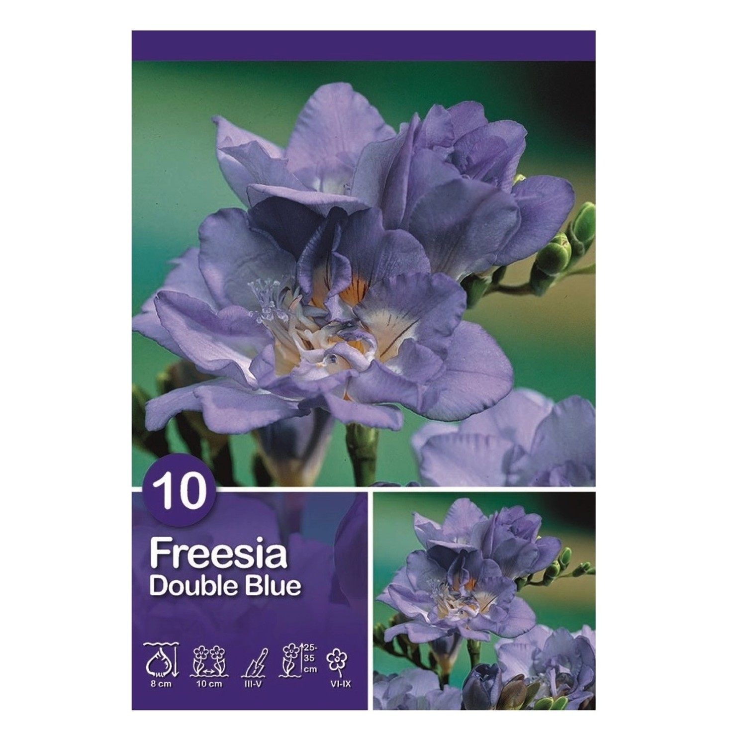 Hlízy květin různé