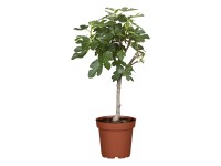Fíkovník smokvoň kmínek (Ficus carica), cca 30-40 cm, kv. cca 3 l