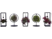 Vzduchovka (Tillandsia Ionantha) aranžmá v kovu, pr. kv. 7 cm Vzduchovka (Tillandsia Ionantha) aranžmá v kovu, pr. kv. 7 cm