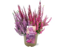 Landgard Vřes obecný (Calluna vulgaris) 