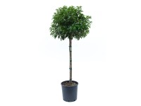 GROW by OBI Bobkovišeň portugalská (Prunus lusitanica), cca 100 cm, kv. 18 l GROW by OBI Bobkovišeň portugalská (Prunus lusitanica), cca 100 cm, kv. 18 l