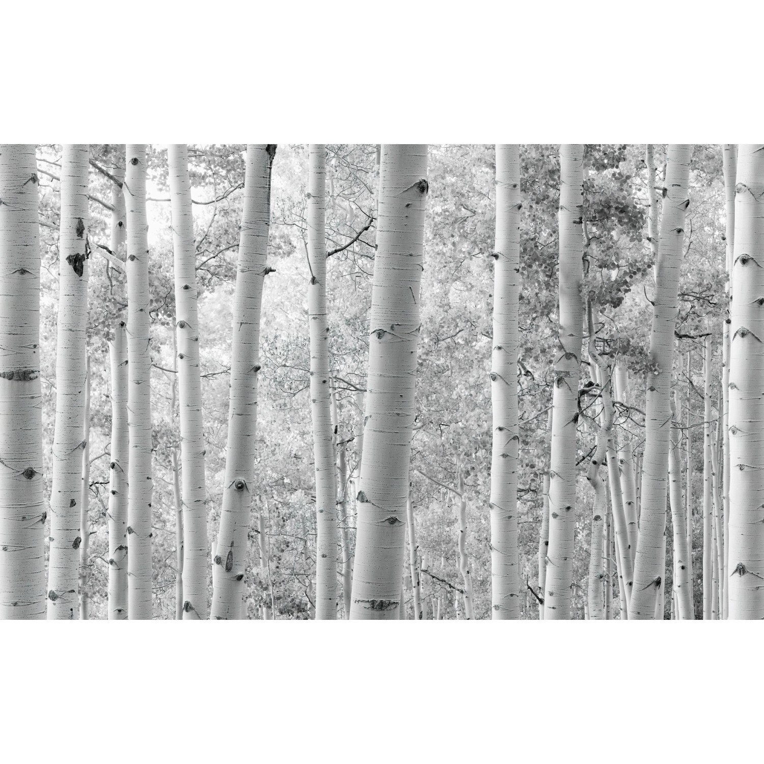 Komar Vliesová fototapeta Espenwald 450 x 280 cm