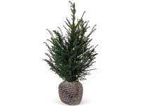 Landgard Tis červený (Taxus baccata) výška 80-100 cm, 40 ks Landgard Tis červený (Taxus baccata) výška 80-100 cm, 40 ks