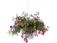 Různé druhy rostlin v závěsném květináči Trio pr. květináče 25 cm