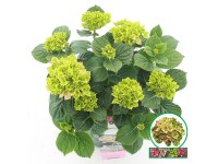 Hortenzie velkolistá Hortenzie velkolistá