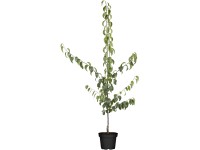 GROW by OBI Bio hrušeň písečná (Pyrus pyrifolia) 