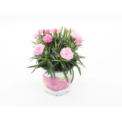 GROW by OBI Hvozdík zahr. (Dianthus caryophyllus) "Pink Kisses Peach Party" 14cm