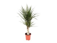 Royal Lemkes Dračinec vroubený (Dracaena marginata) cca výška 60 cm, pr. 17 cm