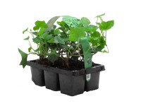Břečťan irský balení po 6 ks průměr květináče: přibl. 7 cm Hedera hibernica