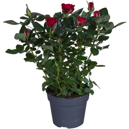 GROW by OBI Pokojová růže červená výška cca 33-39 cm průměr květináče cca 13 cm