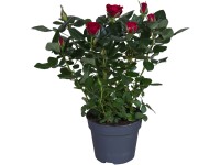 GROW by OBI Pokojová růže červená výška cca 33-39 cm průměr květináče cca 13 cm GROW by OBI Pokojová růže červená výška cca 33-39 cm průměr květináče cca 13 cm
