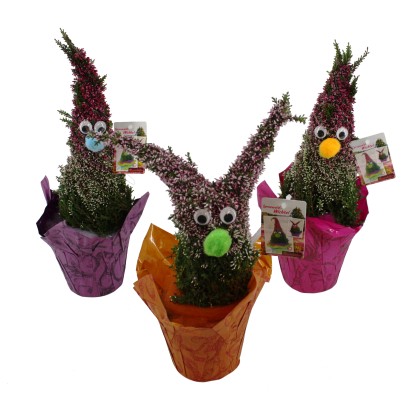 Aranžmá vřesu obecného"Vřes v podobě skřítka" průměr květináče cca 12 cm Calluna