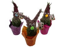 Aranžmá vřesu obecného