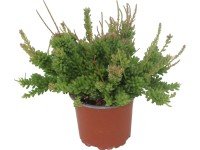 Korálový kaktus (Rhipsalis), různé odrůdy, pr. cca 6 x 10 - 15 cm Korálový kaktus (Rhipsalis), různé odrůdy, pr. cca 6 x 10 - 15 cm