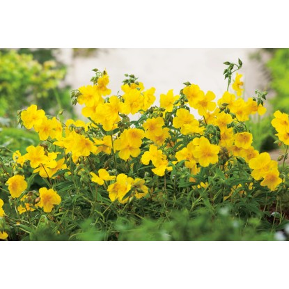 OBI Devaterník "Golden Queen" žlutý pr. květináče cca 9 cm x 9 cm