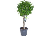 Fíkus malolistý Exotica pr. květináče cca 27 cm