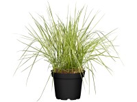 Grow by OBI Třtina ostrokvětá Overdam, pr. kv. 14 cm