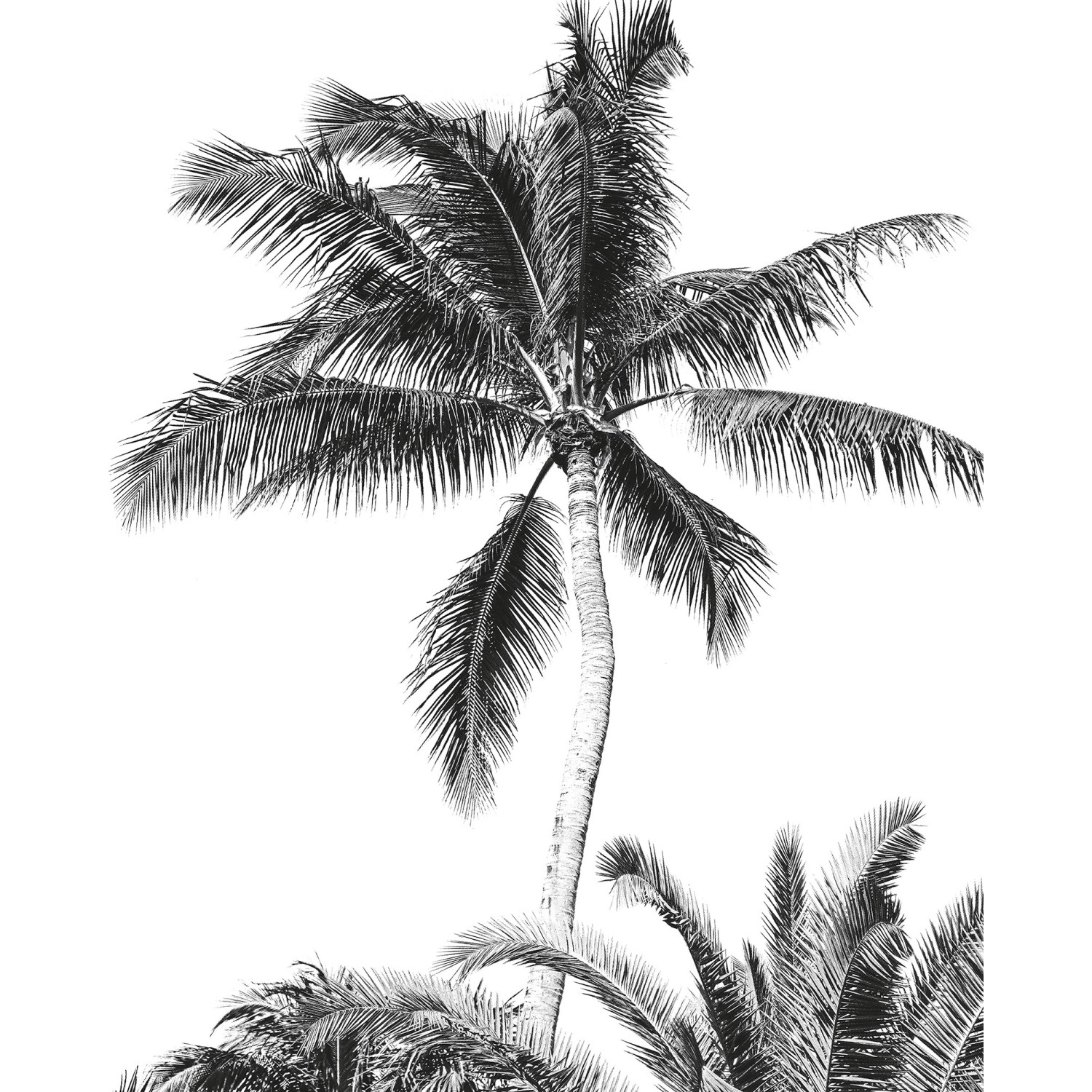 Komar Vliesová fototapeta Retro Palm 200 x 250 cm