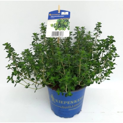 Tymián citronový "Limone" průměr květináče cca 12 cm Thymus
