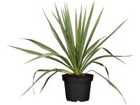 Juka vláknitá bílá průměr květináče cca 17 cm Yucca filamentosa