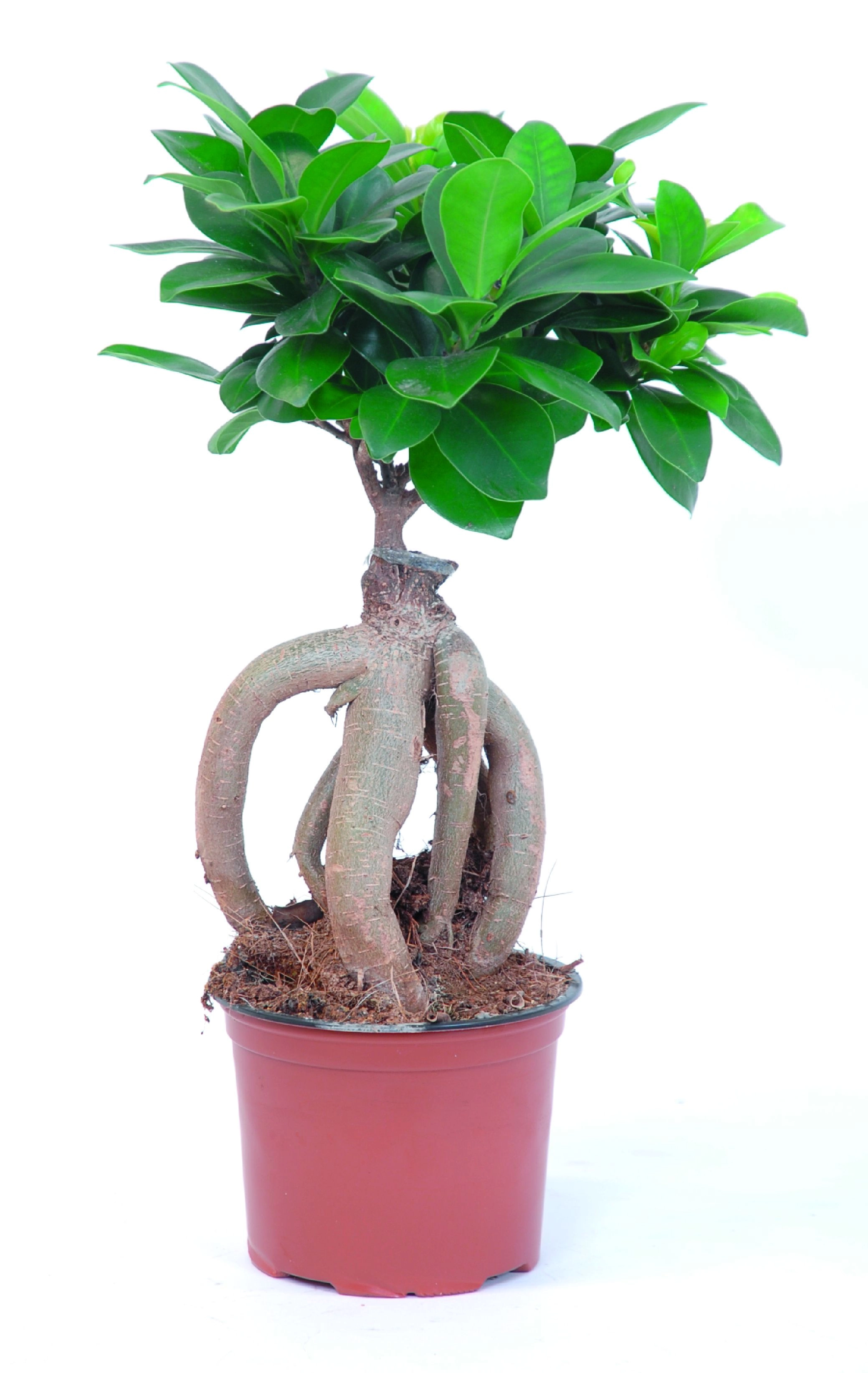 Fíkus Ginseng průměr květináče cca 12 cm koupit v OBI