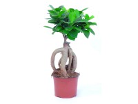 GROW by OBI Fíkus Ginseng průměr květináče cca 12 cm