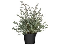 Blahovičník Gunnův (Eucalyptus gunii) 