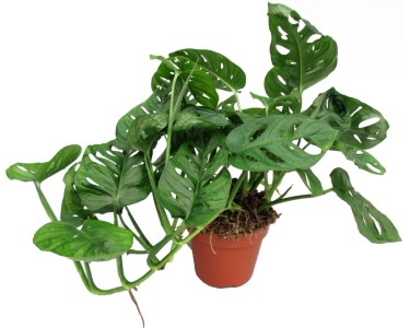 Monstera "Monkey Mask" prmr kvtine 17 cm Monstera adansonii