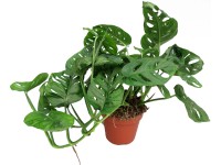 Monstera Monstera