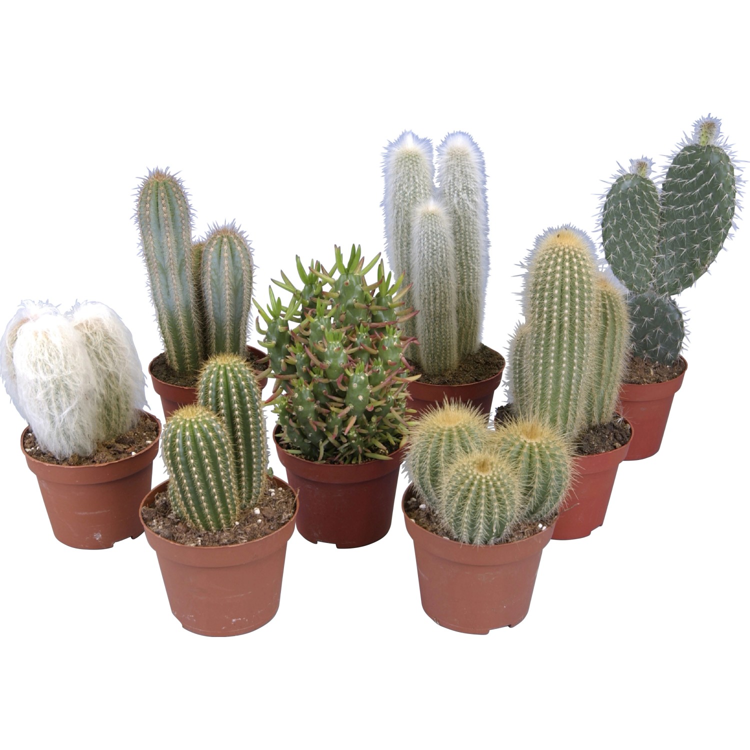 Kaktus mix průměr květináče cca 12 cm nakoupit u OBI