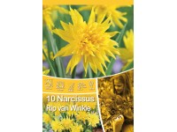 Narcisy Rip van Winkle