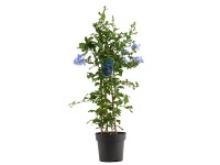 GROW by OBI Olověnec ouškatý (Plumbago auriculata) modrý výška 70 cm