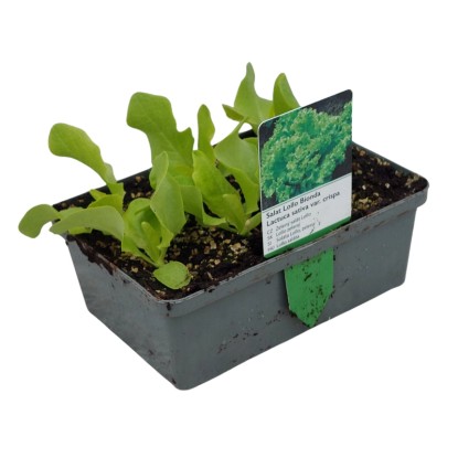 Landgard Salát kadeřavý (Lactuca sativa var. Crispa) "Lollo Bionda" 6 ks v misce