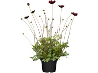 OBI Krásenka čokoládová OBI Krásenka čokoládová