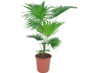 Livistonie pr. květináče cca 17 cm Livistonie pr. květináče cca 17 cm