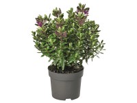 Hebe Andersonova (Hebe andersonii) tmavě zelená 40 cm, pr. 23 cm