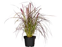 Grow by OBI Dochan setý Summer Samba červený pr. květináče cca 19 cm