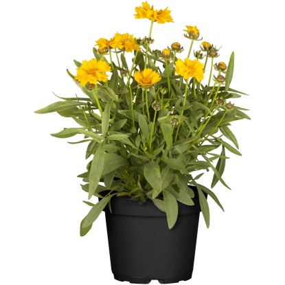 GROW by OBI Krásnoočko žluté/zlaté (Coreopsis Grandiflora) 30-60 cm, pr. 12 cm