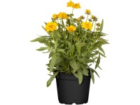 GROW by OBI Krásnoočko žluté/zlaté (Coreopsis Grandiflora) 30-60 cm, pr. 12 cm