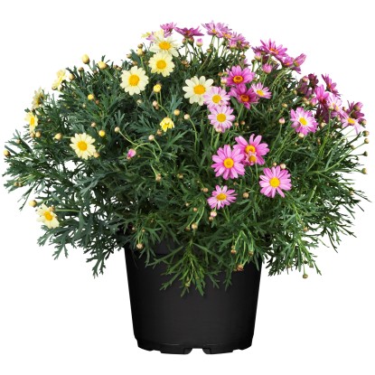 Landgard Kopretinovec dřevnatý (Argyranthemum frutescens) "Trio" 35 cm, pr. 18cm