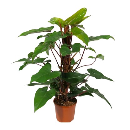 Filodendron (Philodendron erubescens) "Red Emerald", pr. 19 cm